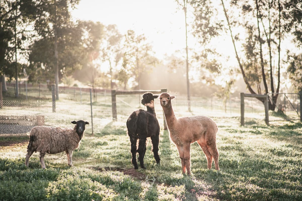 Friendly alpacas at Bindoon Valley Escape, a hit with families