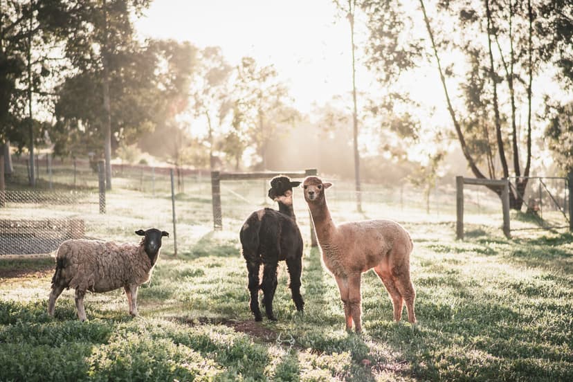 Friendly alpacas in a field