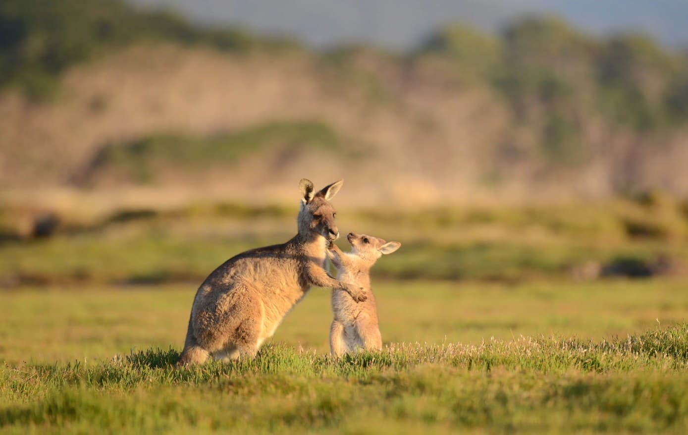 Kangaroos in the Chittering Valley