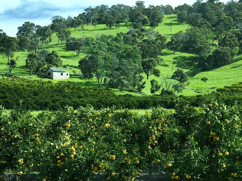Lush green rolling hills of Chittering Valley