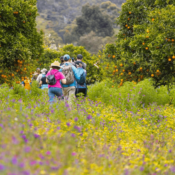 Walking trail in Chittering surrounded by wildflowers and fruit trees, ideal for families