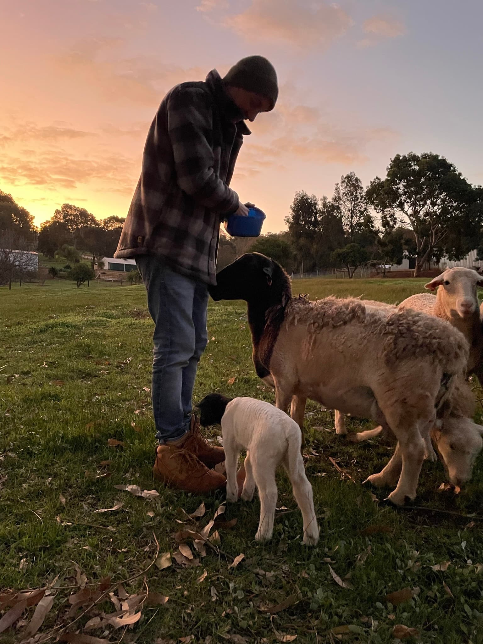 Family enjoying farm stay near Perth - feeding friendly alpacas