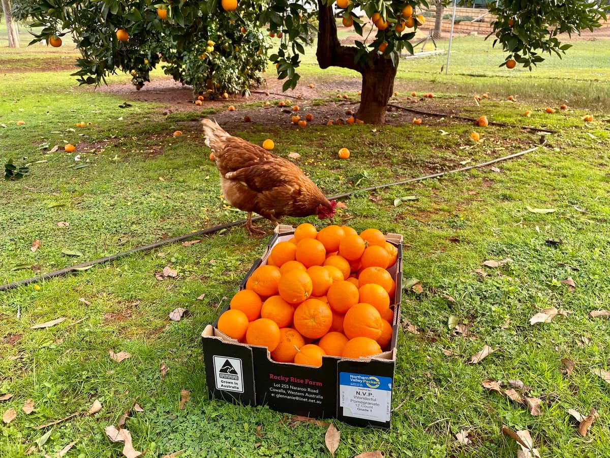 Person picking oranges in Chittering