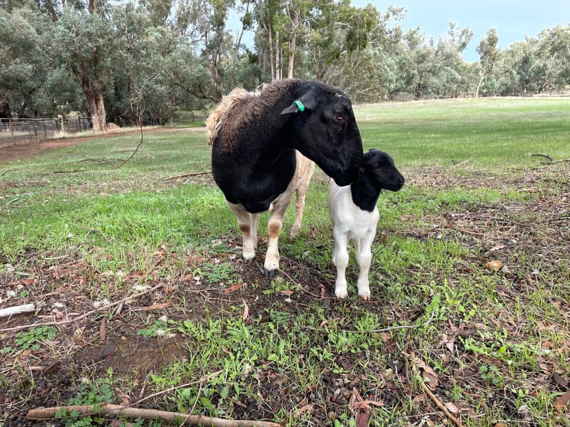 Livestock Sheep at Bindoon Valley Escape