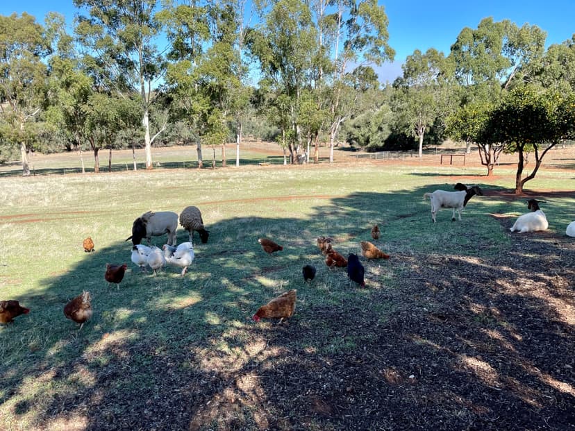Livestock at Bindoon Valley Escape