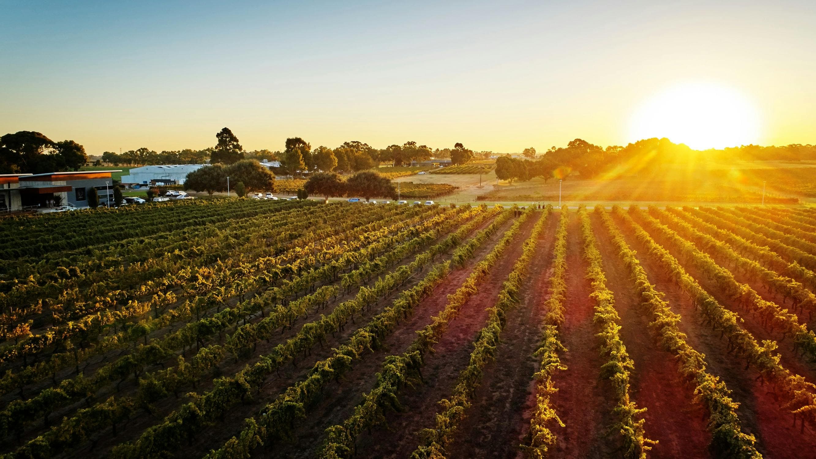 Lush green vineyards in the Swan Valley under a clear blue sky.